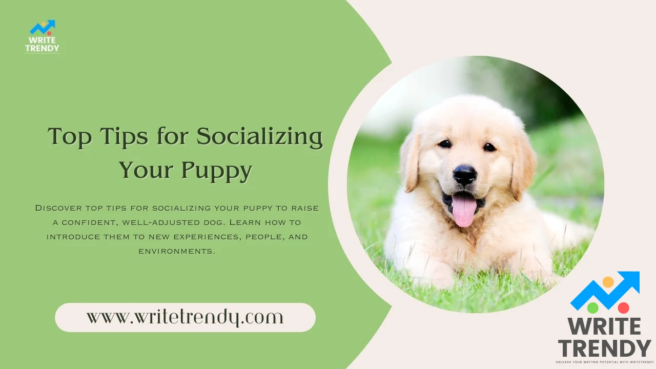 Top Tips for Socializing Your Puppy.webp