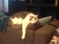 Cat Who Isn’t Expected to Have a Long Life is Making the Most of His Time