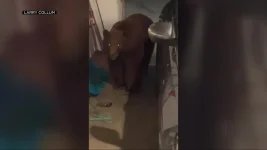 A hungry bear entered their garage. Meet the reaction of a couple in California at 3 am.